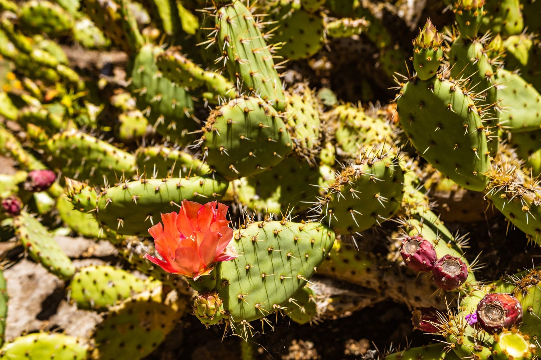 Desert Landscaping & Xeriscape in Glendale AZ